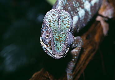 Panther chameleon (Furcifer pardalis), Madagascar, Africa