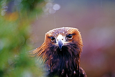 Golden eagle (Aquila chrysaetos), Scotland, United Kingdom, Europe