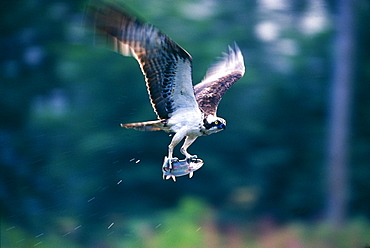 Osprey (Pandion haliaeetus), with a trout, in summer, Speyside, Scotland, United Kingdom, Europe