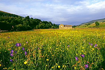 Hay meadow including buttercups, bloody cranes-bill, and  wood sorrel in summer, Yorkshire Dales, Yorkshire, England, United Kingdom, Europe