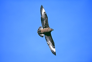 Great skua (Stercorarius skua), in blue summer sky, Hermaness National Nature Reserve, Unst, Shetland, Scotland, United Kingdom, Europe