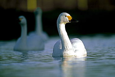 Bewick swan (Cygnus columbianus) in winter, Slimbridge, Gloucestershire, England, United Kingdom, Europe