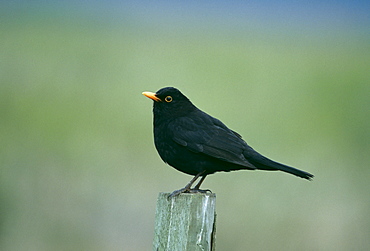 Male blackbird (Turdus merula), Kent, England, United Kingdom, Europe