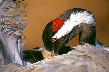 Common crane (Grus grus), preening in spring, Hornsborga, Sweden, Scandinavia, Europe