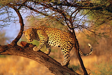 Leopard (Panthera pardus) in a tree, Namibia, Africa