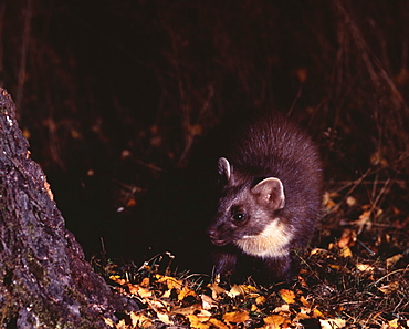 Pine marten (Martes martes) in autumn, Speyside, Scotland, United Kingdom, Europe