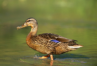 Female mallard (Anas platyrhynchos), Kent, England, United Kingdom, Europe