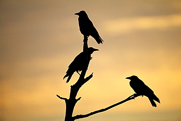 Carrion crows (Corvus corone), silhouetted at dawn, Kent, England, United Kingdom, Europe