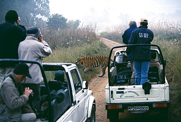 Male Bengal tiger (Panthera tigris), crossing track with tourists looking on, Bandavgarh National Park, Madhya Pradesh, India, Asia