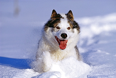 Husky dog, running through snow, Alaska, United States of America, North America