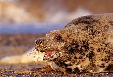 Grey seal, female in winter, Lincolnshire, England, United Kingdom, Europe