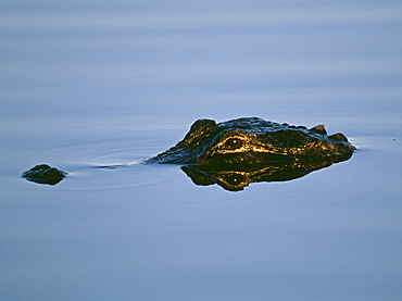 American alligator, Florida Everglades, Florida, United States of America, North America