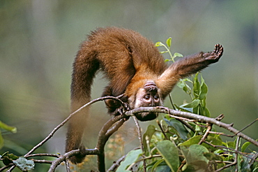 Brown-headed capuchin, youngster playing, Manu, Peru, South America