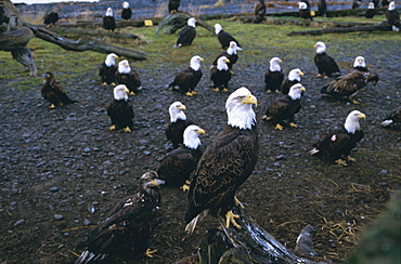 Bald eagle (Haliaetus leucocephalus) in February, Homer Spit, Alaska, USA, North America