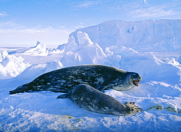 Weddell seal (Leptonychotes weddellii), with pup, on sea ice, Weddell Sea, Antarctica, Polar Regions
