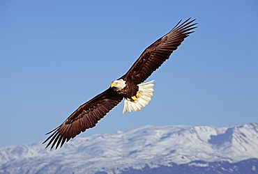 Bald eagle (Haliaetus leucocephalus), Homer, Alaska, United States of America, North America