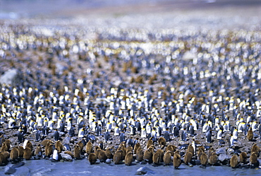 King penguin colony (rookery), South Georgia, South Atlantic
