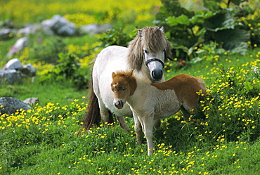 Two Shetland ponies, Shetland Islands, Scotland, UK, Europe