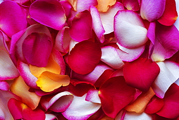 Rose petals