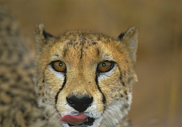 Headshot of a cheetah, Namibia, Africa