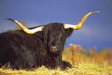 Highland cattle, Scotland, UK, Europe