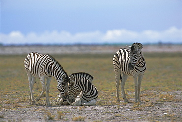 Plains zebras, Etosha National Park, Namibia, Africa