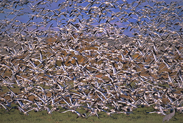 Snow geese in winter, Bosque del Apache, New Mexico, USA, North America