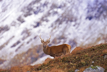 Red deer stag in the Highlands in February, Highland Region, Scotland, UK, Europe