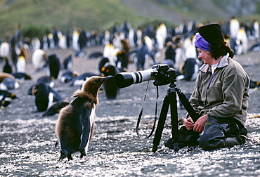 King penguin (Aptenodytes patagonicus), chick looking at tourist, on beach, Gold Harbour, South Georgia, Polar Regions