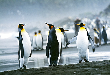 King penguins (Aptenodytes patagonicus), St. Andrews Bay, South Georgia, South America