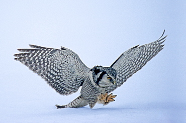 Hawk owl (Surnia ulula), pouncing on prey below the snow, Finland, Scandinavia, Europe