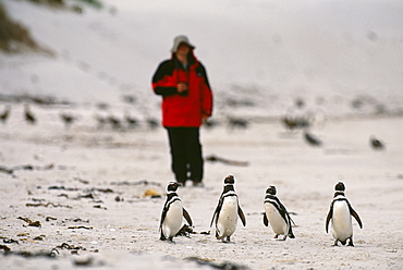 Tourist and Magellanic penguins on beach, Carcass Island, Falklands, South America