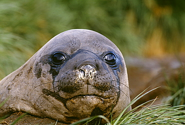 Southern elephant seal (Mirounga leonina), South Georgia, South America