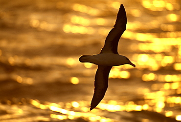 Black-browed albatross (Thalassarche melanophrys) at sunset, Southern Ocean, Antarctica, Polar Regions