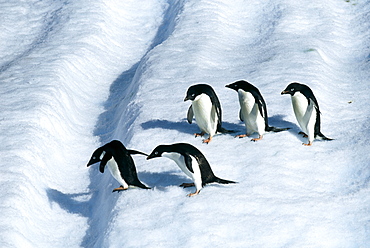 Adult adelie penguins (Pygoscelis adeliae) on iceberg off Paulet Island, Weddell Sea, Antarctica, Polar Regions
