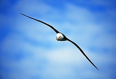 Black-browed albatross (Thalassarche melanophrys) in a blue sky, Southern Ocean, Antarctica, Polar Regions