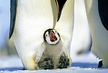 Emperor penguins (Aptenodytes forsteri), chick on parent's feet begging for food, Weddell Sea, Antarctica, Polar Regions