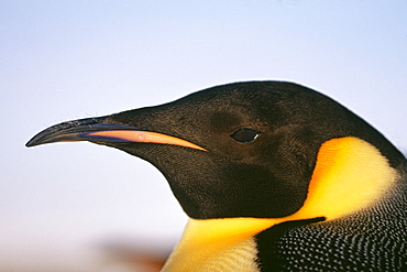 Emperor penguin (Aptenodytes forsteri), Dawson Lambton Glacier, Weddell Sea, Antarctica, Polar Regions