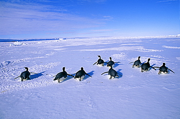Emperor penguins (Aptenodytes forsteri), returning to colony across sea ice, Weddell Sea, Antarctica, Polar Regions