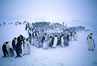 Young emperor penguins (Aptenodytes forsteri) huddling together to form a creche to keep warm, during storm, Dawson Lambton Glacier, Weddell Sea, Antarctica, Polar Regions