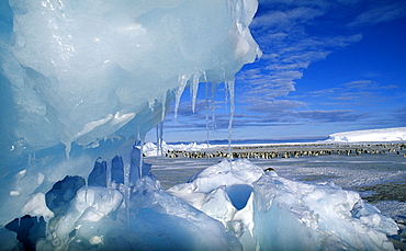 View through an icy pressure ridge of emperor penguin colony on Weddell Sea, Dawson Lambton Glacier, Antarctica, Polar Regions