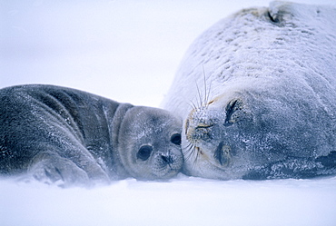 Weddell seal (Leptonychotes weddelli), mother and young pup in October, Weddell Sea, Antarctica, Polar Regions