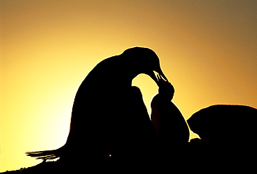 Gentoo penguin (Pygoscelis papua), with chicks, silhouetted at sunset, Petermann Island, Antarctica, Polar Regions