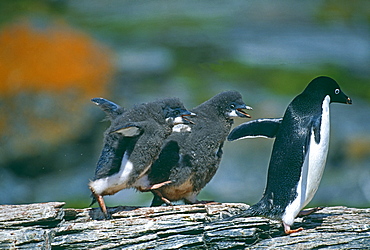 Adelie penguin (Pygoscelis adeliae), chicks chasing adult for food, Shingle Cove, Livingston Island, Antarctica, Polar Regions