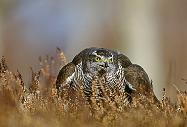 Goshawk (Accipiter gentilis), feeding on pigeon, Scotland, United Kingdom, Europe