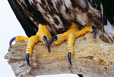 Close up of the feet and talons of a bald eagle (Haliaetus leucocephalus), Alaska, USA, North America