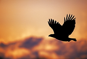 Bald eagle (Haliaetus leucocephalus), Kenai, Alaska, United States of America, North America