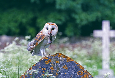 Barn owl (Tyto alba), with shrew in churchyard, United Kingdom, Europe