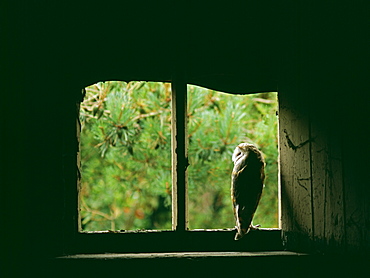 Barn owl (Tyto alba), peering from nest site in derelict barn, United Kingdom, Europe