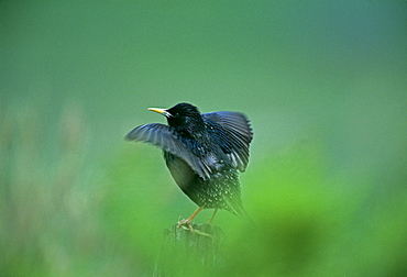 Starling (Sturnus vulagaris), displaying on post close to nesting colony, Shetland, Scotland, United Kingdom, Europe